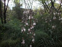 Parco_Cosentini - 20110417 024.jpg